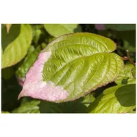 Pflanzen Für Dich Actinidia kolomikta, Kiwi, dekoratives Laub, 60–100