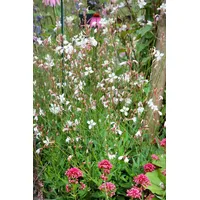 Pflanzen Für Dich Gaura lindheimerii 'Summer Breeze' ca. 9x9