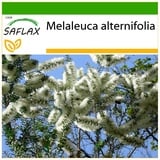 Saflax - Australischer Teebaum - 400 Samen - Mit keimfreiem Anzuchtsubstrat - Melaleuca alternifolia