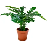 House Nordic House Nordic, Kunstpflanzen, Monstera (45 cm