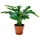 House Nordic House Nordic, Kunstpflanzen, Monstera (45 cm