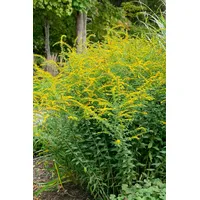 Pflanzen Für Dich Solidago rugosa 'Fireworks', Goldrute, leuchtend gelb,