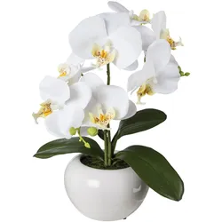 Modern Phalenopsis in Keramiktopf 35 cm