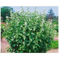 Pflanzen Für Dich Althaea officinalis, Eibisch, ca. 9x9 cm