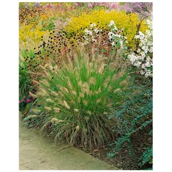 Pennisetum alopecuroides 'Weserbergland', Lampenputzergras, ca. 9x9 cm Topf