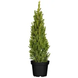 PlantaPro Picea glauca Conica 60–70 cm hoch im 3 Liter Pflanzcontainer