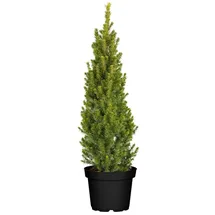 PlantaPro Picea glauca Conica 60–70 cm hoch im 3 Liter Pflanzcontainer