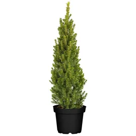 PlantaPro Picea glauca Conica 60–70 cm hoch im 3 Liter Pflanzcontainer