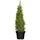 PlantaPro Picea glauca Conica 60–70 cm hoch im 3 Liter Pflanzcontainer