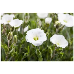 Arenaria montana, Sandkraut, weiß, ca. 9x9 cm Topf