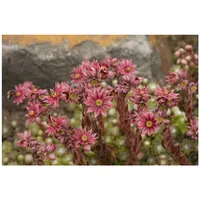Pflanzen Für Dich Sempervivum arachnoideum, ca. 9x9 cm Topf