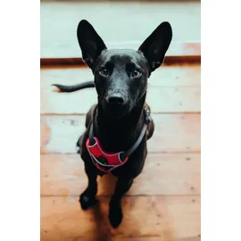 Hunter Divo Hundegeschirr Rot/Grau S-M