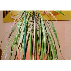 floraworld Splittstab natur, Durchmesser 4-4,5mm 50cm 10er Bund