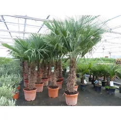 45L Trachycarpus Fortunei Palme , winterhart 200 - 250 cm