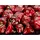 Chessex 12mm d6 Dice Block: Vortex Burgundy with Gold (US IMPORT)