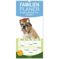 Calvendo Familienplaner 2026 - English Bulldog XXL Models mit