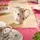 Villeroy & Boch Petite Fleur Milch- und Zucker-Set 2-teilig