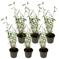 Plant in a Box - Bambus - 6 Stk