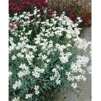 Pflanzen Für Dich Cerastium biebersteinii, Silberteppich, silbrig-grau, ca. 9x9