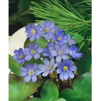 Pflanzen Für Dich Hepatica nobilis, Leberblümchen, ca. 9x9 cm