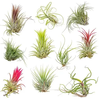 Bloomique - 10er Mix - Tillandsia - Tillandsien - Luftpflanzen Echt - Sehr Pflegeleicht - Höhe 5-15 cm