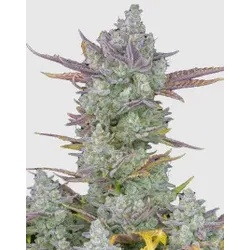 Gorilla Cookies Auto | Autoflowering Hanfsamen von Fast Buds | 3 Hanfsamen
