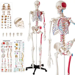 tectake® Skelett, lebensgroß und detailgetreu, farblich markierte Bereiche sowie Muskel- und Knochennummerierung, inklusive Anatomieposter
