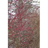 Pflanzen Für Dich Cornus alba 'Sibirica', Hartriegel, leuchtend rot,