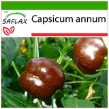 Saflax - Paprika - Sweet Chocolate x - 10 Samen - Mit keimfreiem Anzuchtsubstrat - Capsicum annum