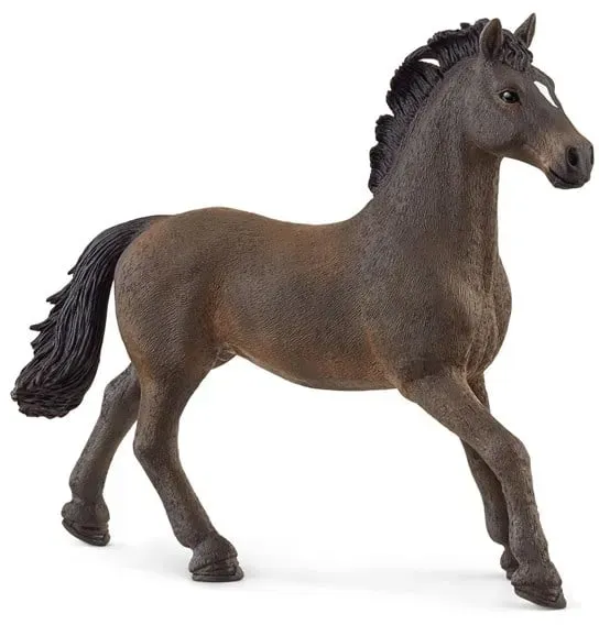 Oldenburg Stallion