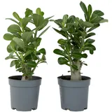 Plant in a Box - Adenium obesum Höhe 25-40cm