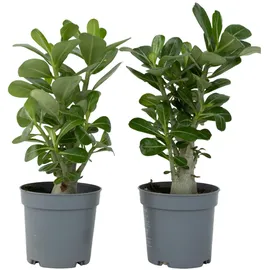 Plant in a Box - Adenium obesum Höhe 25-40cm