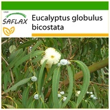 Saflax - Eucalyptus (bicostata) - 100 Samen - Mit keimfreiem Anzuchtsubstrat - Eucalyptus globulus