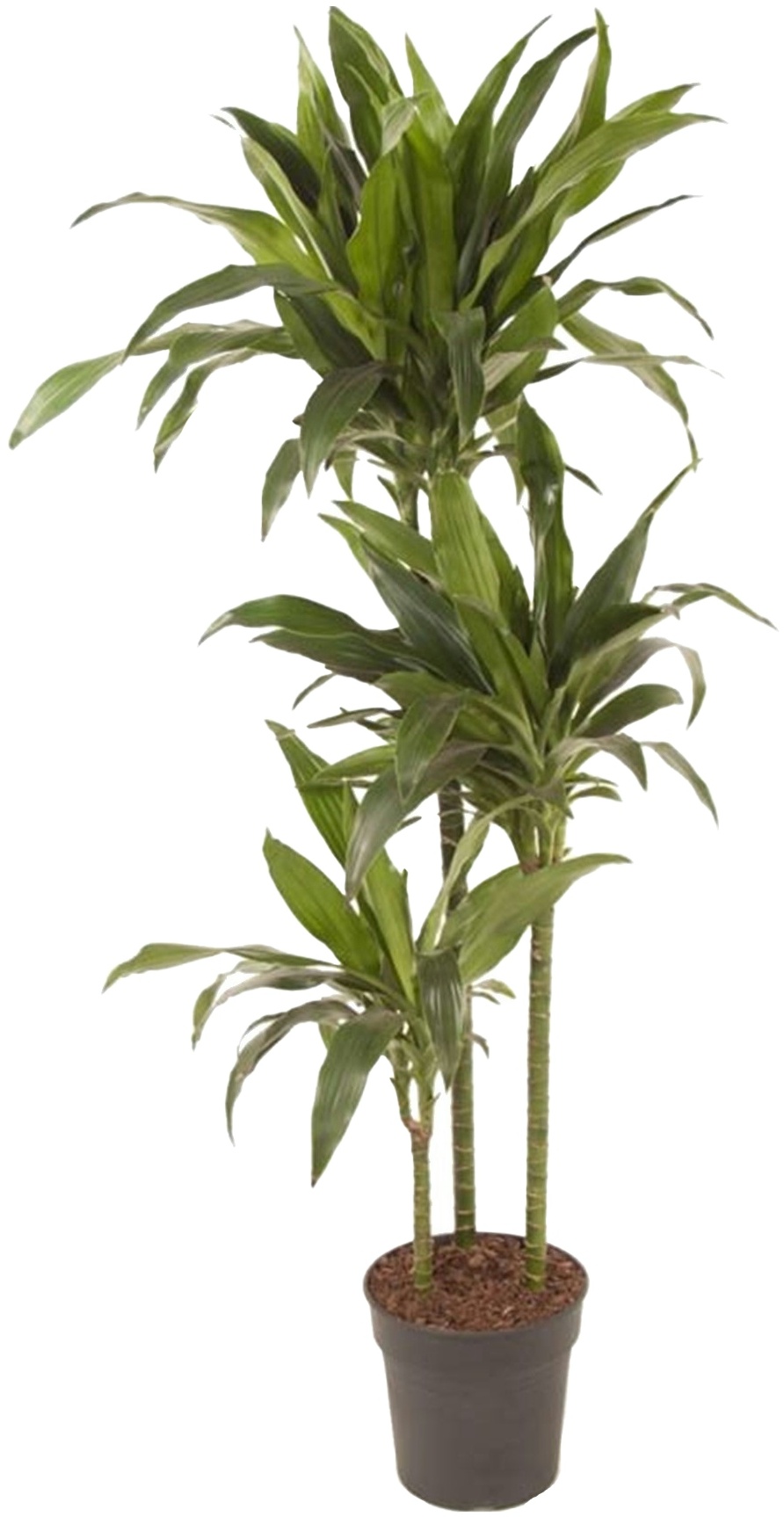 Plant in a Box Dracaena Fragrans Janet Craig Höhe 140-150cm