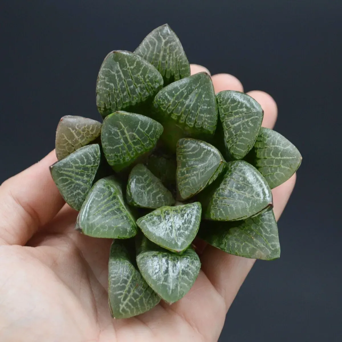 Haworthia Wanhua-Jing