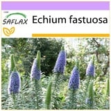 Saflax - Blauer - Natternkopf - 100 Samen - Echium fastuosa