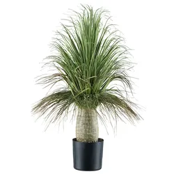 CREATIV green künstliche Pflanze Beaucarnea, 60cm