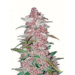 Blackberry Auto | Autoflowering Hanfsamen von Fast Buds | 3 Hanfsamen