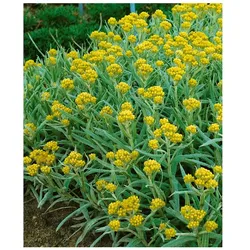 Helichrysum thianshanicum 'Schwefellicht', Strohblume, schwefelgelb, ca. 9x9 cm Topf