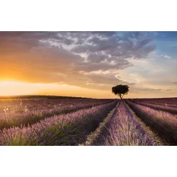 Fototapete PAPERMOON "Photo-Art FRAN ROS, ZIEL-LAVENDEL", bunt, B:3,50m L:2,60m, Vlies, Tapeten