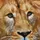 needleart world (hong kong) ltd. Diamond Painting Löwe 30,5 x 30,5 cm