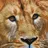 needleart world (hong kong) ltd. Diamond Painting Löwe 30,5 x 30,5 cm