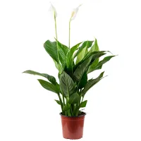 Flowerbox Value Greens Einblatt mit 3-5 Blüten/Knospen Luftreinigendes Spathiphyllum
