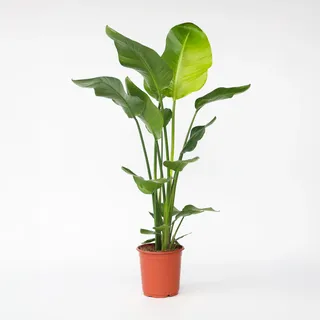 Plant in a Box - Strelitzie nicolai Höhe 90-110cm