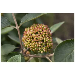 Viburnum rhytidophyllum, Immergrüner Schneeball, 100–125 cm