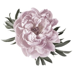 Wandtattoo QUEENCE „Amelie“ Wandtattoos Gr. B/H: 70 cm x 70 cm, Blume, rosa Wandtattoos Natur