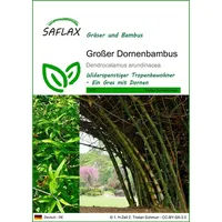 SAFLAX - Gräser-Bambus-Großer Dornenbambus - 50 Samen - Dendrocalamus