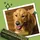 Lily's Kitchen Woofbrush Kausticks Hundesnacks S x1