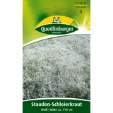 Quedlinburger Saatgut Stauden-Schleierkraut 'Weiss' Quedlinburger Blumensamen