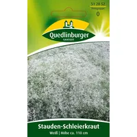 Quedlinburger Saatgut Stauden-Schleierkraut 'Weiss' Quedlinburger Blumensamen